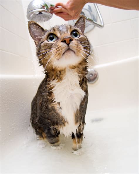 cat bathing gif|cat bath minnie gif.